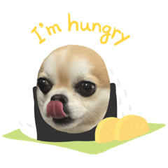 [LINEスタンプ] ちわっちー 1