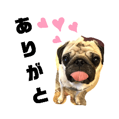 [LINEスタンプ] パグスタンプあずきちゃん