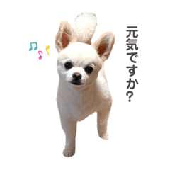 [LINEスタンプ] チワワのバニラスタンプ