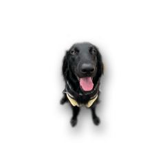 [LINEスタンプ] フラットコーテッドレトリバーBECK君その1