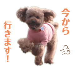 [LINEスタンプ] トイプーのつぶやき