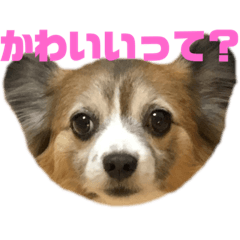 [LINEスタンプ] チワパピこっちゃんのスタンプ