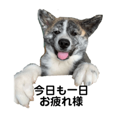 [LINEスタンプ] 秋田犬_虎
