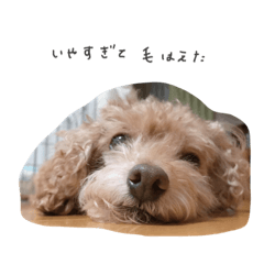 [LINEスタンプ] トイプーくうのスタンプ バージョン2