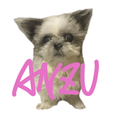 [LINEスタンプ] シーズーあんず