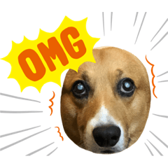 [LINEスタンプ] 老犬、コーギー