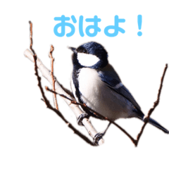 [LINEスタンプ] 野鳥のひとことスタンプ