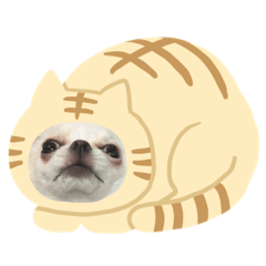 [LINEスタンプ] ちわわのかんきち