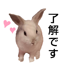 [LINEスタンプ] うちウサギぽぽ