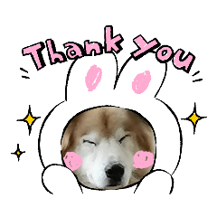 [LINEスタンプ] わんちゃんのカワイイスタンプ