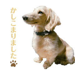[LINEスタンプ] ミニチュアダックスフンド  瑛