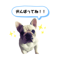 [LINEスタンプ] フレンチブルドッグ＊バニー③
