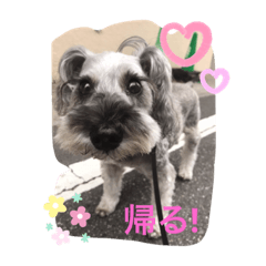 [LINEスタンプ] 家族で使うびび
