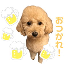 [LINEスタンプ] 我が家のアポロ君(第二弾)