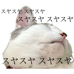[LINEスタンプ] ぼく、おとまる
