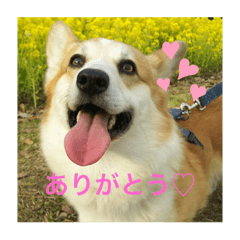 [LINEスタンプ] コーギー＆わんちゃん