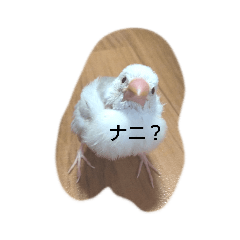 [LINEスタンプ] チッチと一緒