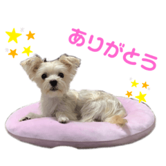 [LINEスタンプ] 愛犬のナッちゃん