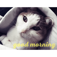 [LINEスタンプ] 日常で使える便利スタンプ 猫 挨拶 お礼