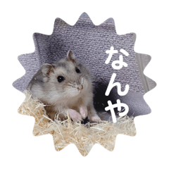 [LINEスタンプ] ハムスターの日常(ブルーサファイア編)