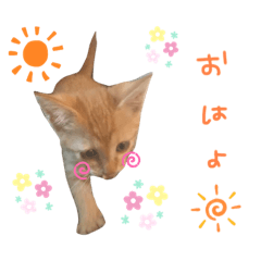 [LINEスタンプ] ♡BABYポテちゃん♡