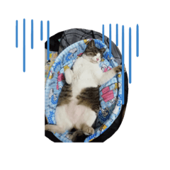 [LINEスタンプ] tyuru