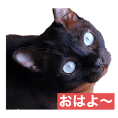 [LINEスタンプ] 青い瞳の猫ジル2