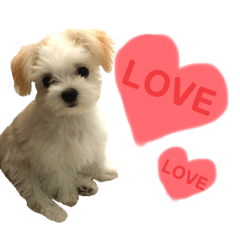 [LINEスタンプ] チワマルのリリ
