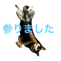 [LINEスタンプ] サスケ 第二弾！