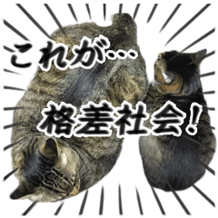 [LINEスタンプ] 格差キャッツ 梅と福