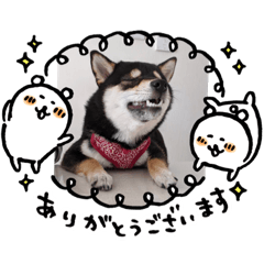 [LINEスタンプ] 黒柴お玉