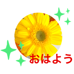 [LINEスタンプ] 花のある挨拶の画像（メイン）