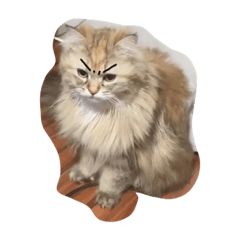 [LINEスタンプ] 誰にでも使えるココちゃんスタンプ