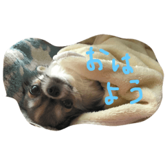 [LINEスタンプ] チワワのMOANAの日常