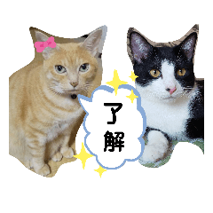 [LINEスタンプ] ねこのマロンとセロ