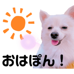 [LINEスタンプ] ポメのポンちゃん2 ♂