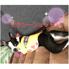 [LINEスタンプ] ボストンReno3
