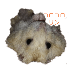 [LINEスタンプ] プディングハムスターこたろう