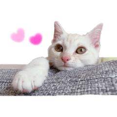 [LINEスタンプ] まめちんだよ