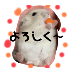 [LINEスタンプ] 同じ写真だけど毎日使えるいろいろスタンプ