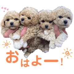 [LINEスタンプ] ビションプーのぽんた