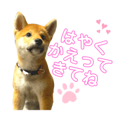 [LINEスタンプ] 柴犬おまめ