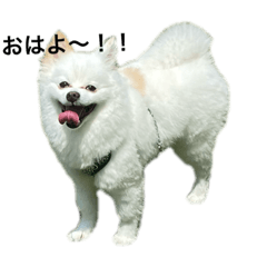 [LINEスタンプ] テトのまいにち
