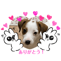 [LINEスタンプ] ブライアンちょー可愛いスタンプ