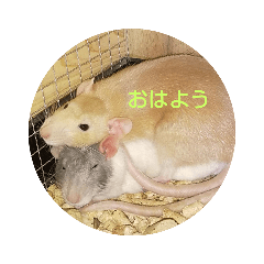 [LINEスタンプ] 大西家のラットさん