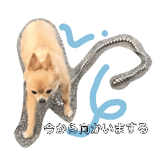 [LINEスタンプ] ちょこらっと