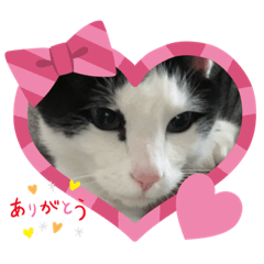 [LINEスタンプ] 黒助さんの日常