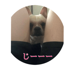 [LINEスタンプ] うちのボビー♪