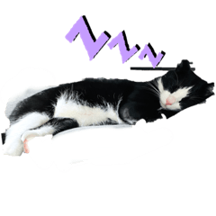 [LINEスタンプ] ハチワレめいちゃん