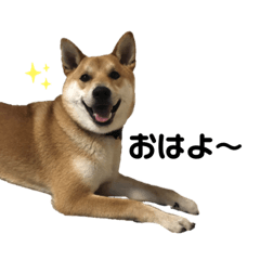 [LINEスタンプ] 柴と甲斐のミックス犬むぎちゃん③